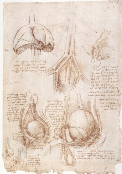 Anatomische studies: longen, blaas... door Leonardo da Vinci